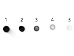 Donkey anti-Goat IgG (H+L) Secondary Antibody, Novus Biologicals 2mg:Antibodies,